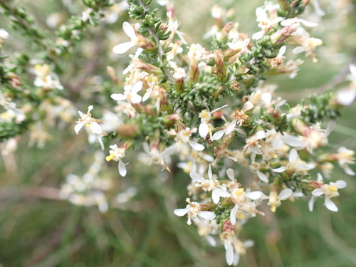 Image of Olearia algida by (c) Nina Kerr, some rights reserved (CC BY)