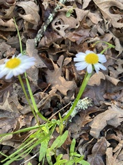 Astranthium integrifolium