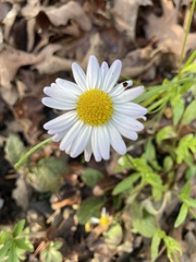 Astranthium integrifolium