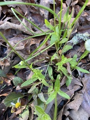 Astranthium integrifolium