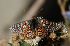Euphydryas chalcedona corralensis