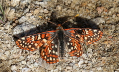 Euphydryas chalcedona corralensis