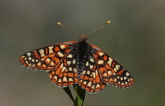 Euphydryas chalcedona corralensis