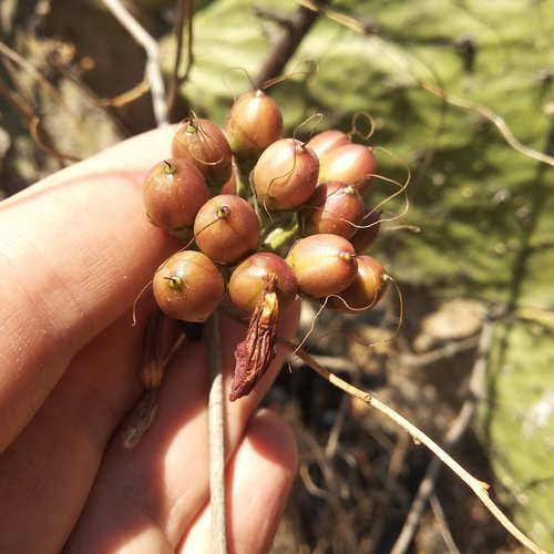 Ipomoea conzattii