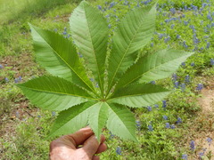 Aesculus glabra arguta