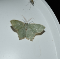 Chloropteryx tepperaria