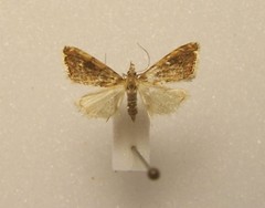 Glaucocharis leucoxantha