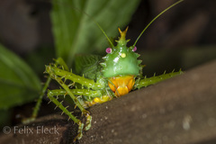 Panacanthus cuspidatus