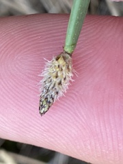 Eleocharis bifida