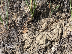 Masticophis lateralis euryxanthus