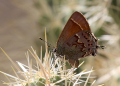 Callophrys loki