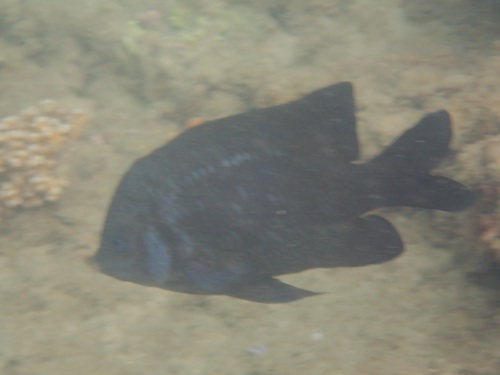 Bigscale Scalyfin