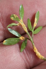 Puccinia erigeniae