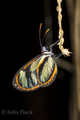 Ithomia salapia