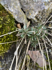 Boechera microphylla