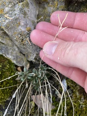 Boechera microphylla