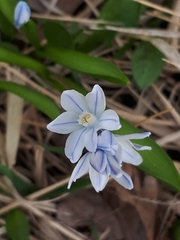 Puschkinia