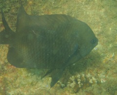 Parma oligolepis