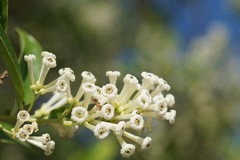 Cestrum diurnum