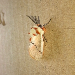 Trosia nigropunctigera