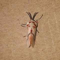 Trosia nigropunctigera