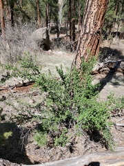 Ribes leptanthum