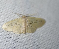 Idaea hilliata