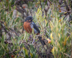 Diglossa brunneiventris