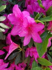 Rhododendron