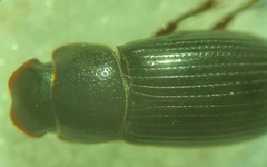 Ataenius strigatus