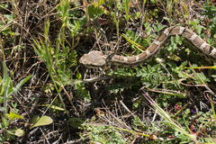 Crotalus oreganus helleri