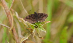 Viola minor