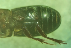 Ataenius strigatus