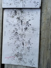 Diplodactylidae