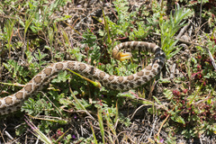 Crotalus oreganus helleri