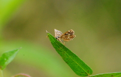 Dardarina gaucha