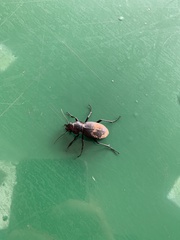 Carabus brandti