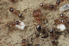 Pheidole californica
