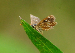 Dardarina gaucha