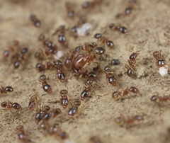 Pheidole californica