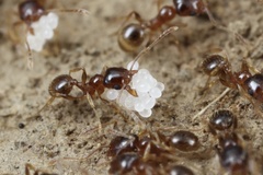 Pheidole californica