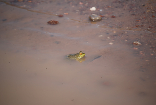 American Bullfrog