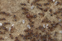 Pheidole californica