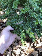 Buxus sempervirens