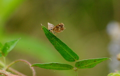 Dardarina gaucha