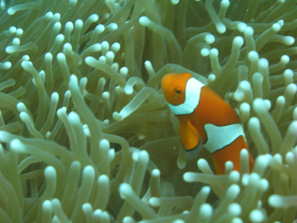 blackfinned clownfish
