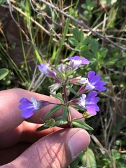 Collinsia violacea