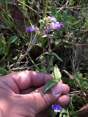 Collinsia violacea