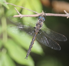 Epitheca petechialis