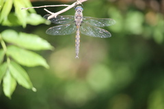 Epitheca petechialis